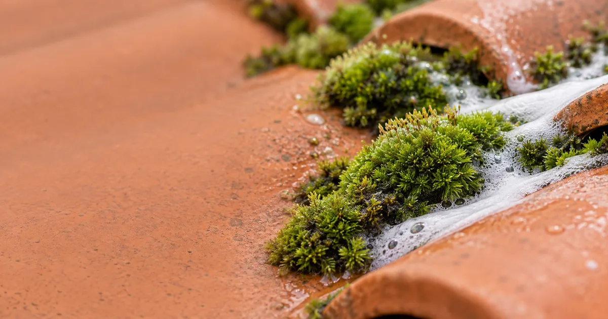 Moss on roof tiles being treated, the first step in the best way to remove moss from a roof